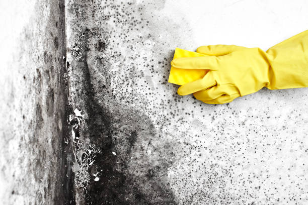 Best Air Quality Testing for Mold Spores  in Blackhawk, SD