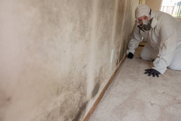 Best Water Damage & Mold Remediation  in Blackhawk, SD
