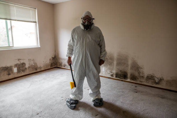 Best Water Damage & Mold Remediation  in Blackhawk, SD